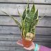 Sansevieria (Svokrin jazyky) ´SUPERBA´ - kont. C1L, výška 20-30 cm